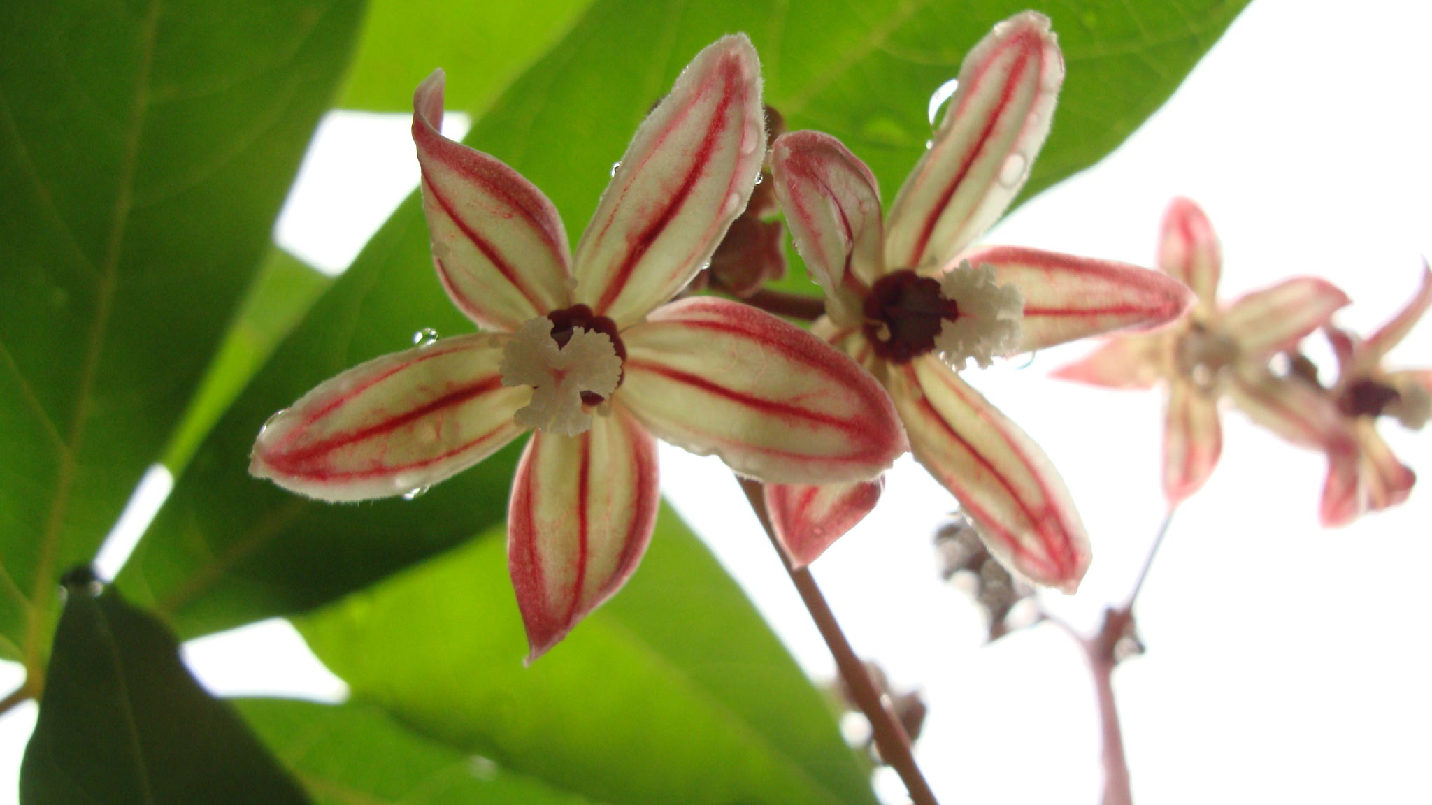 Manihot esculenta
